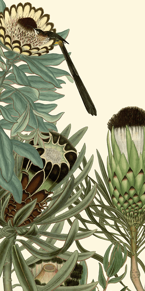 Wallpaper featuring protea flowers with spiky green leaves and a small bird on a blossom, all set against a light beige background; prominent floral elements and muted earth tones.